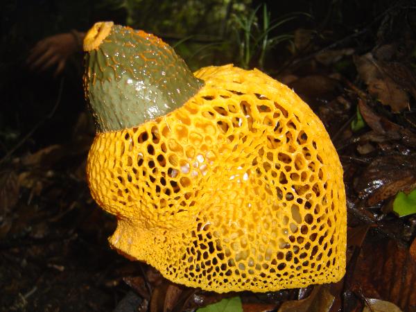 ȹݥDictyophora multicolor Berk. et Br.